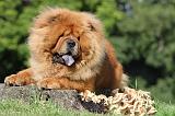 CHOW CHOW 378